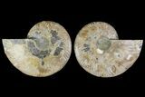 Agatized Ammonite Fossil - Madagascar #135267-1